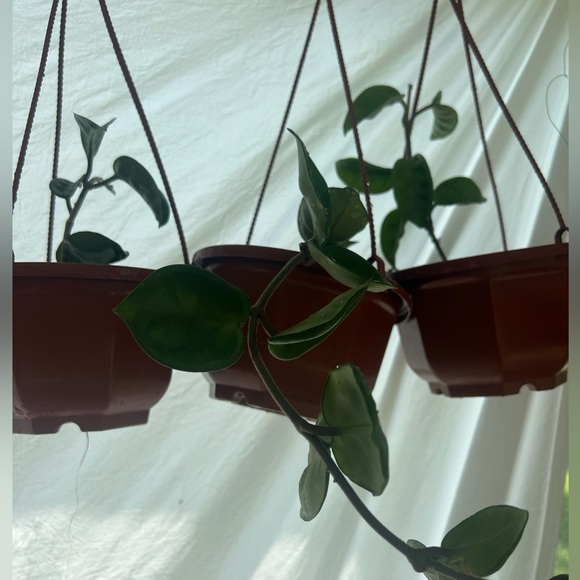 Plant Welcome Post!! 🪴🌱 - Picture 8 of 12